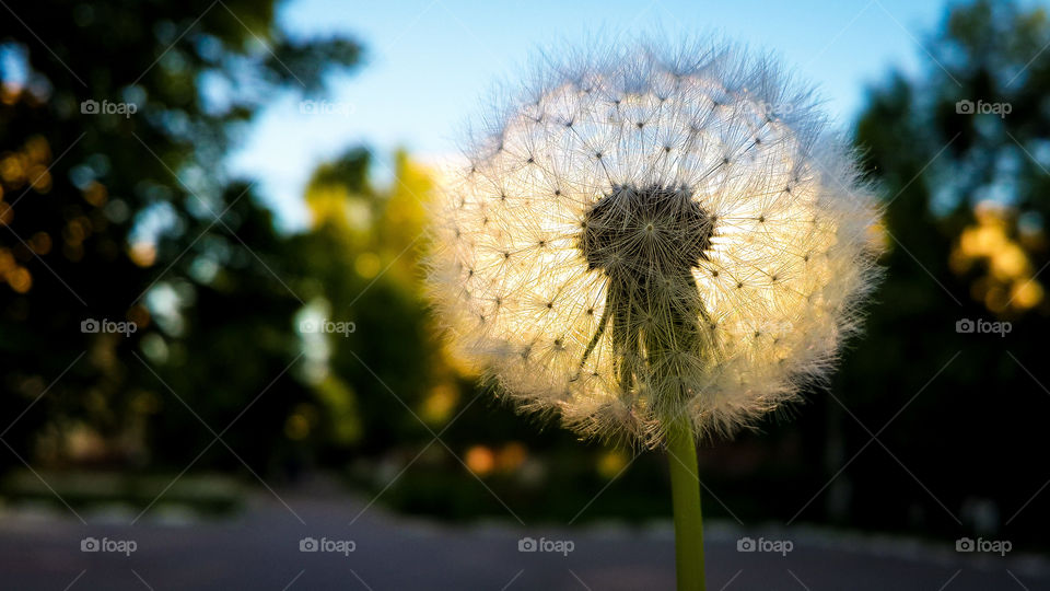 Close-up of Dandelion