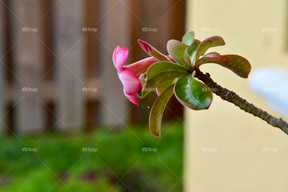 Single Pink Blossom
