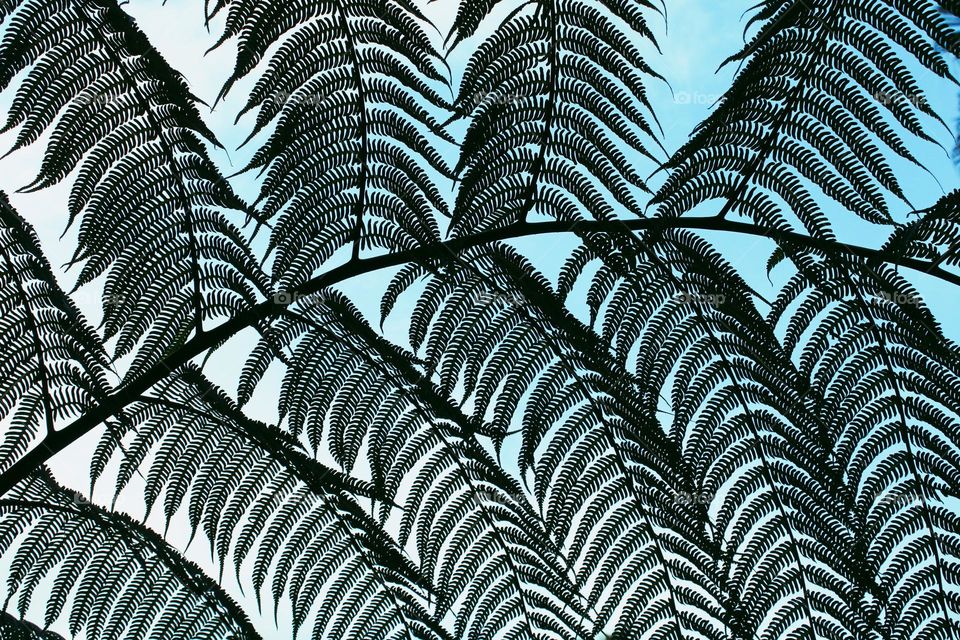 A view of the sky through the branches of a beautiful green fern.  Tropical trees