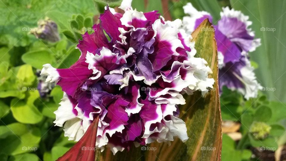 my double bloom petunia