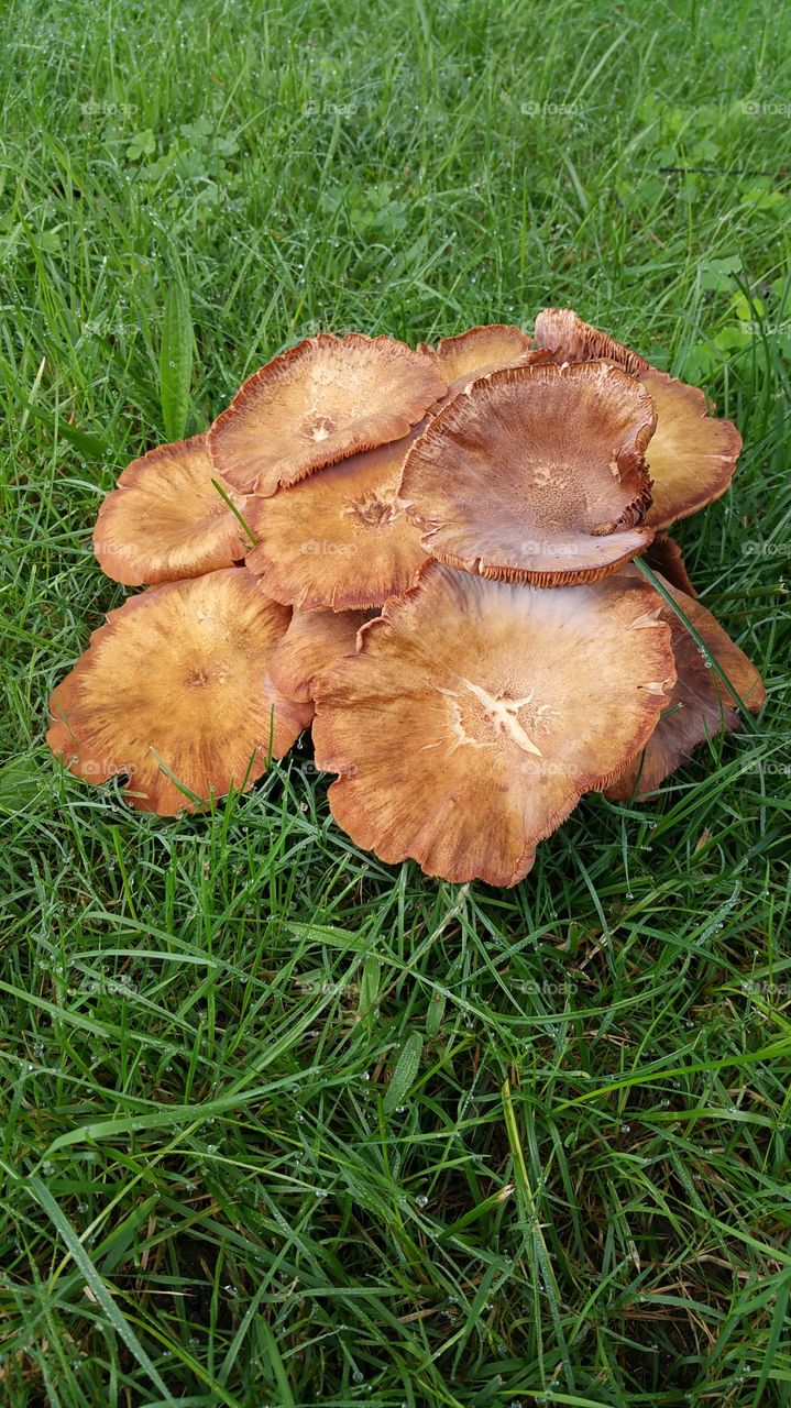 Wild Mushrooms 3