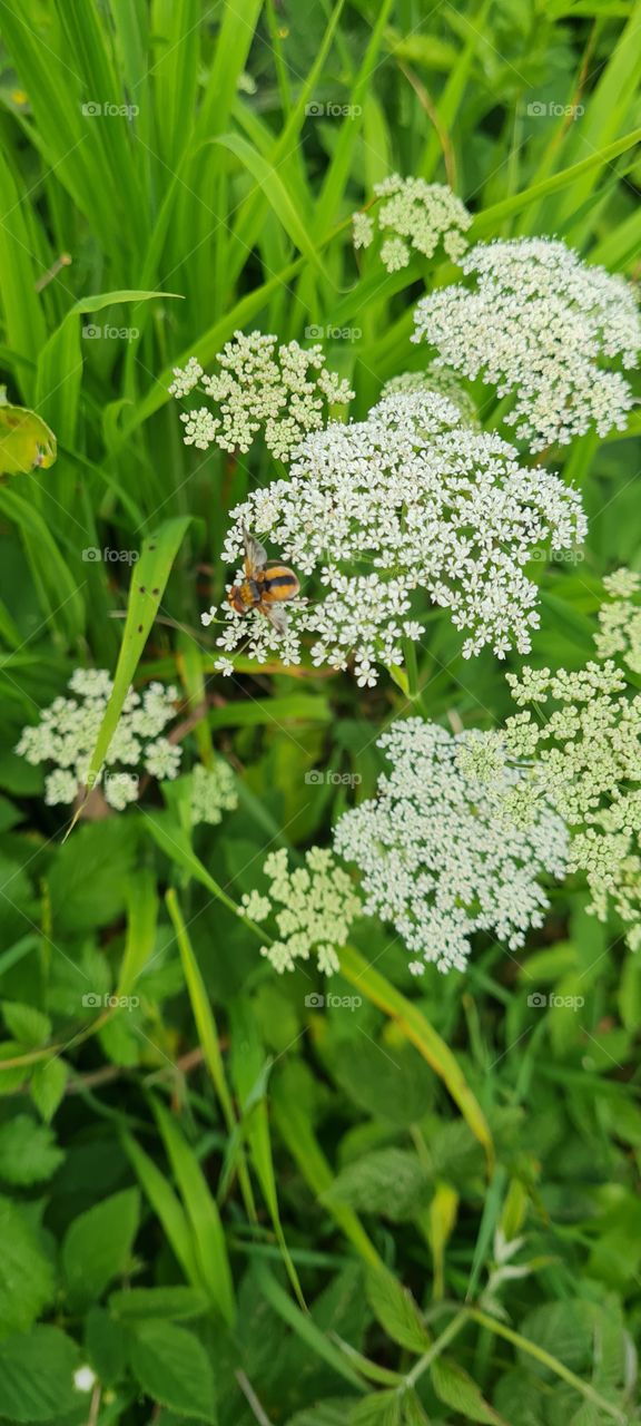 Fly insect