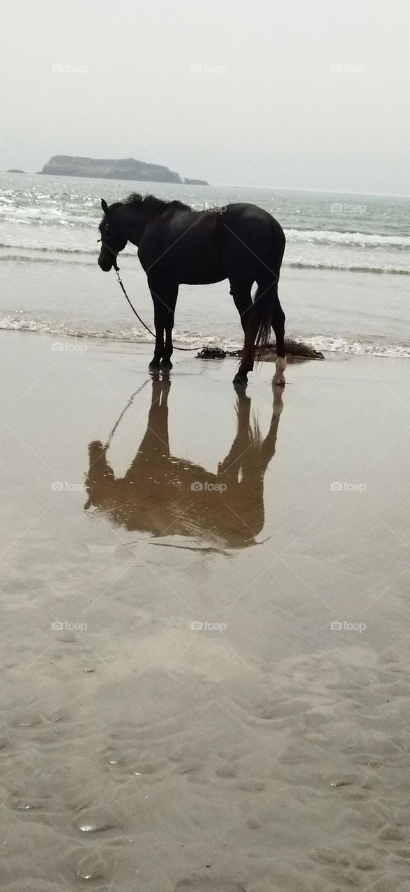 beautiful Black horse and its shadow