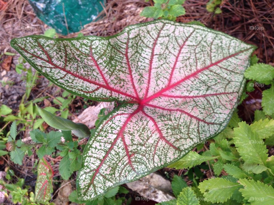 Caladium