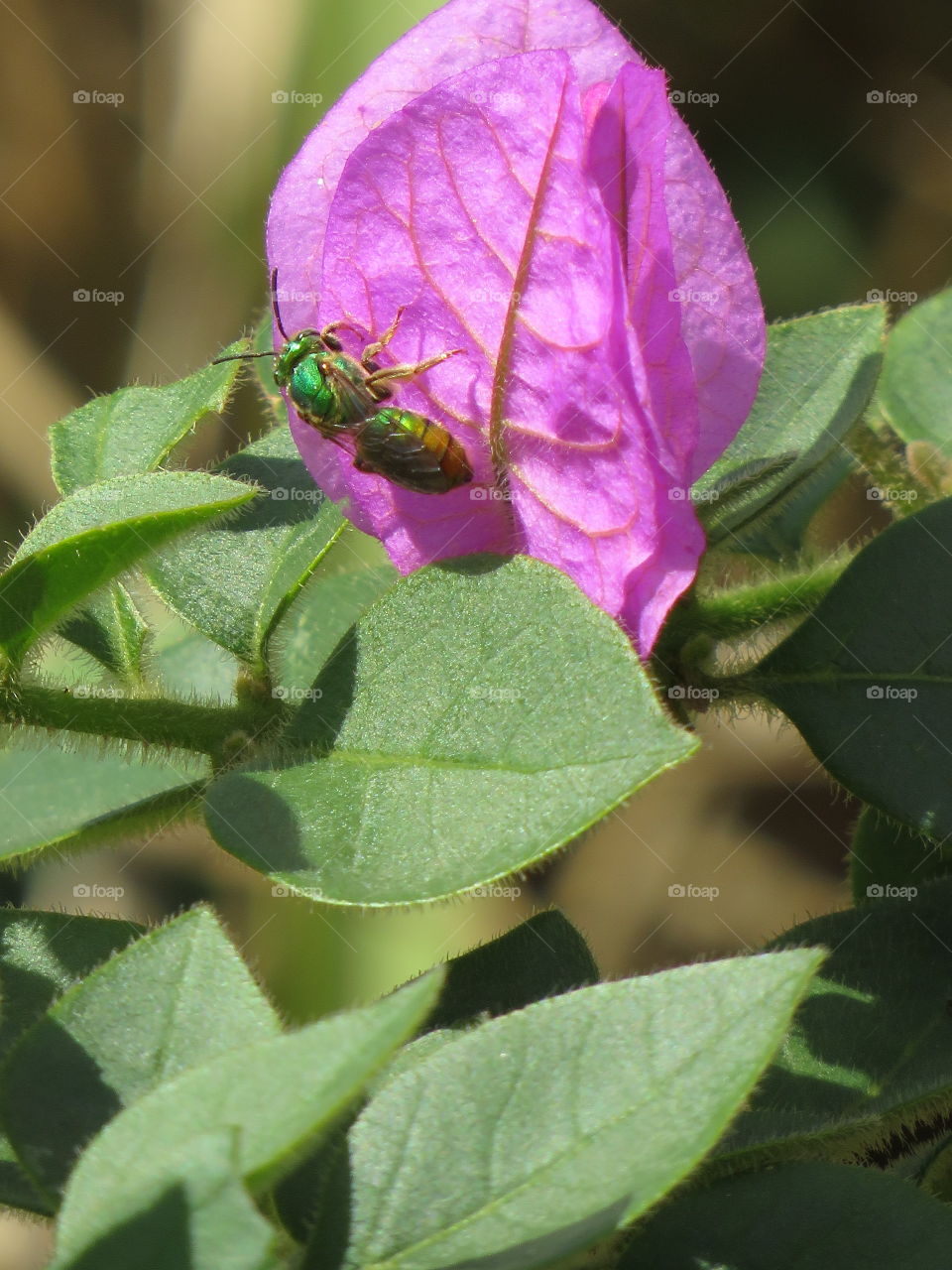 saber viver na natureza