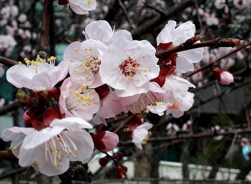 White flowers are getting pinker from the tree.