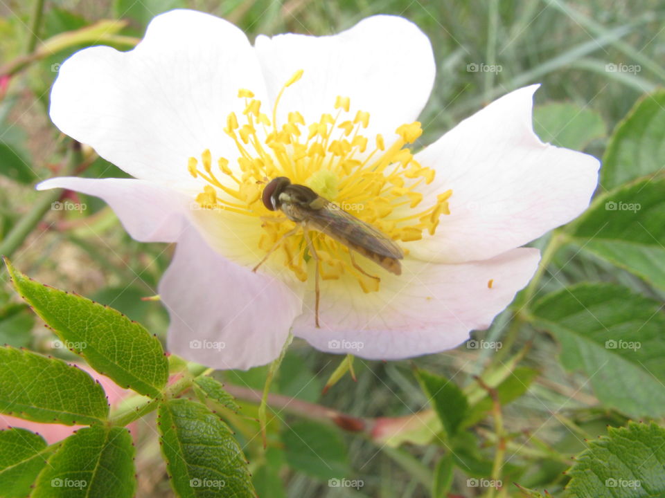 Un insecto en una flor silvestre