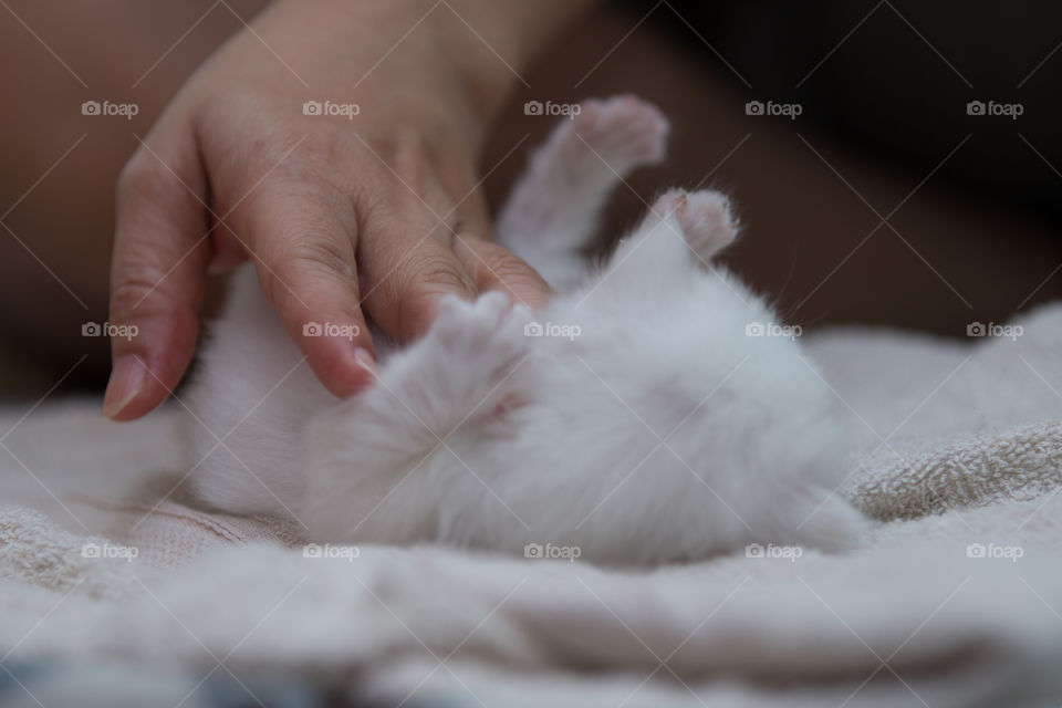 No Person, Baby, Cute, Cat, One