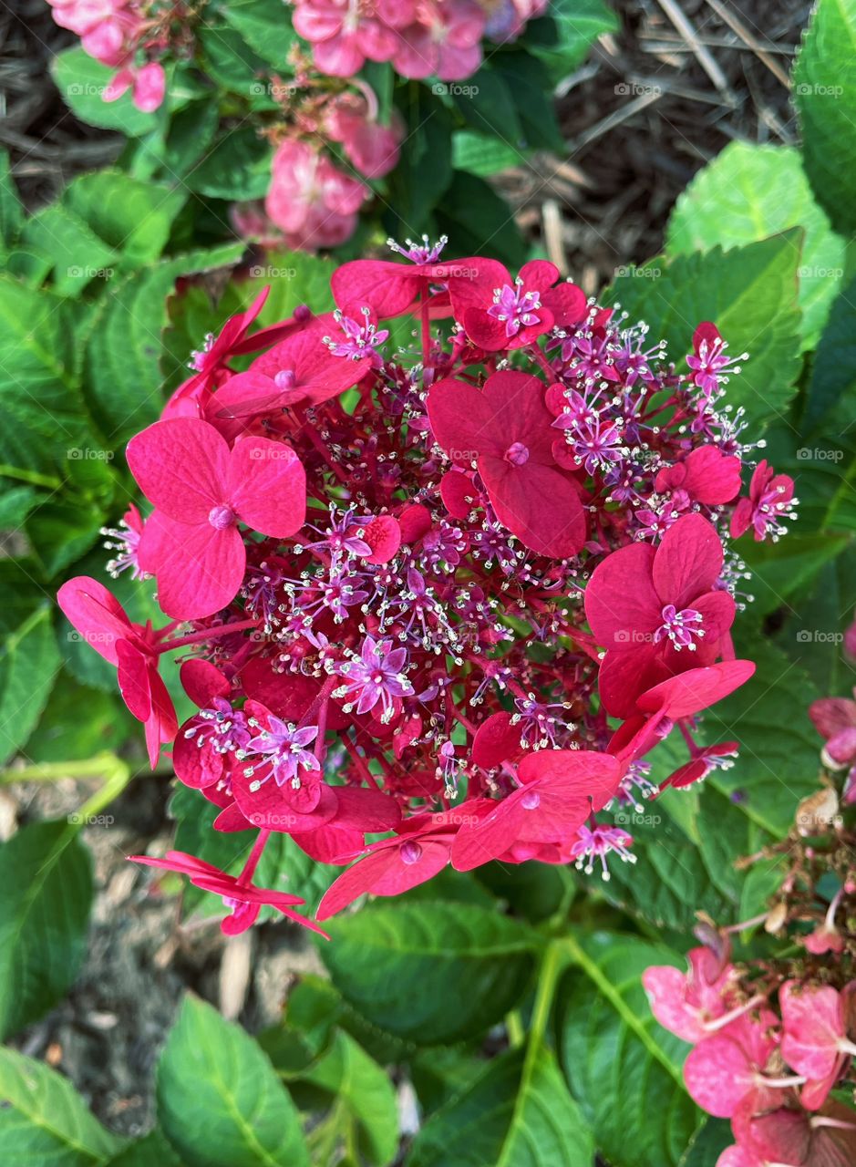 Plant plants flower flowering flowers leafs petals petal red pink green Beautiful pretty greenery floral outdoors nature natural bloom blooming leafy Country colorful Garden daytime 