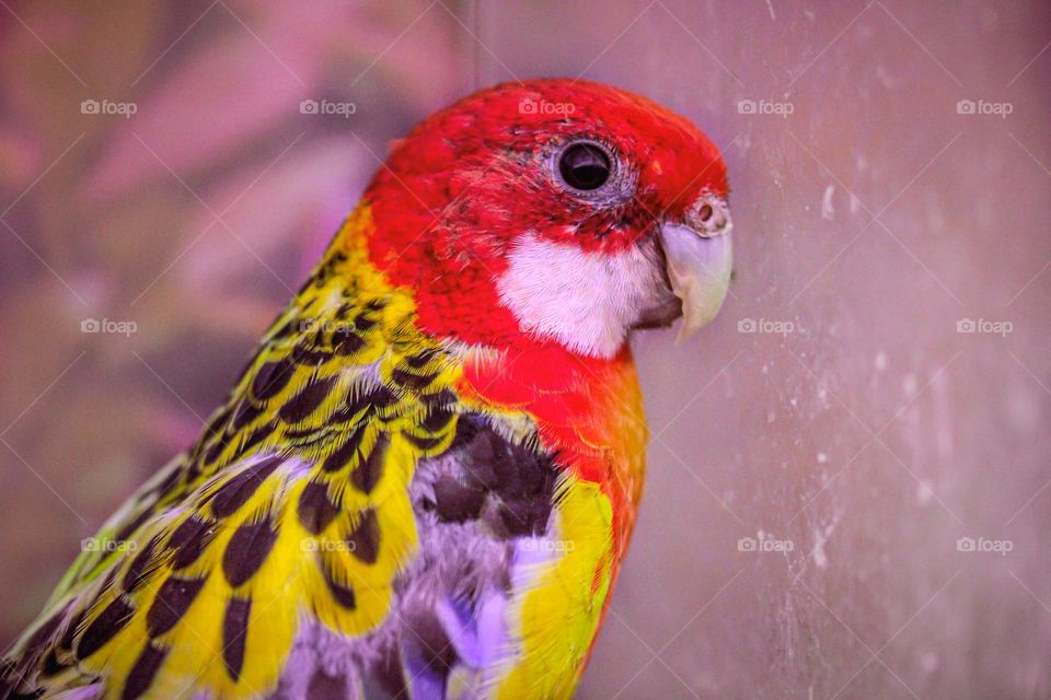 Animal portrait - Parrot