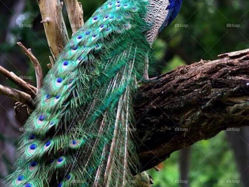 Nature's creation!. Peacock is the most beautiful bird!
