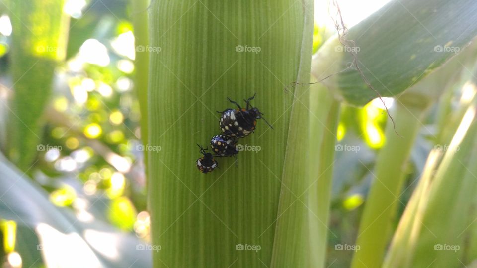 Unique insects . . .