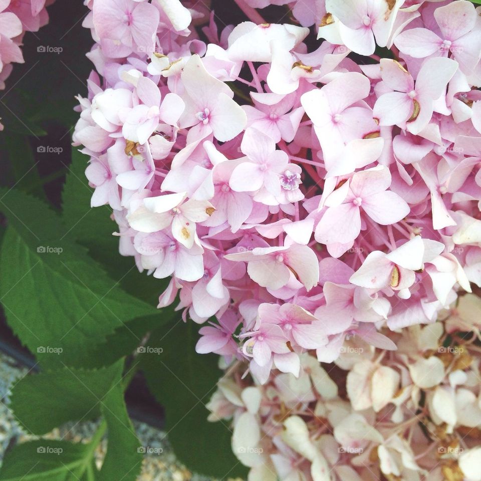 Pink Hydrangea