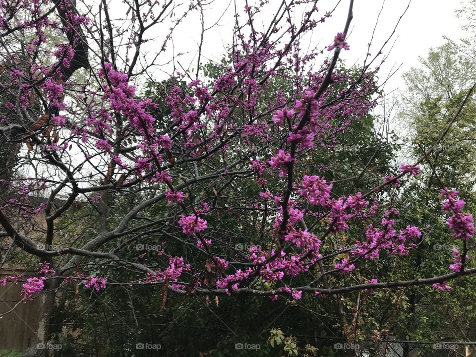 Redbud tree blooming