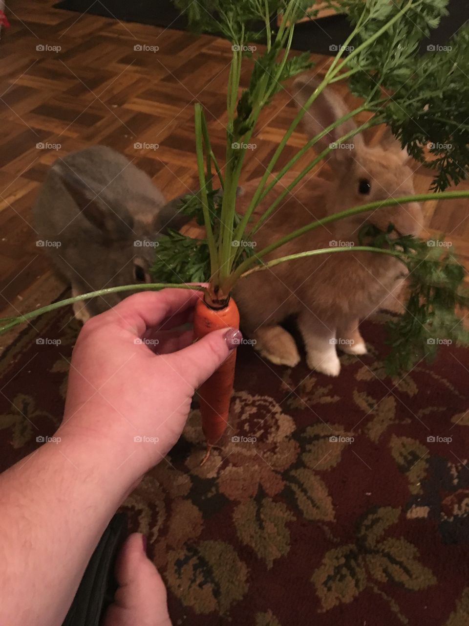 Bunny carrot