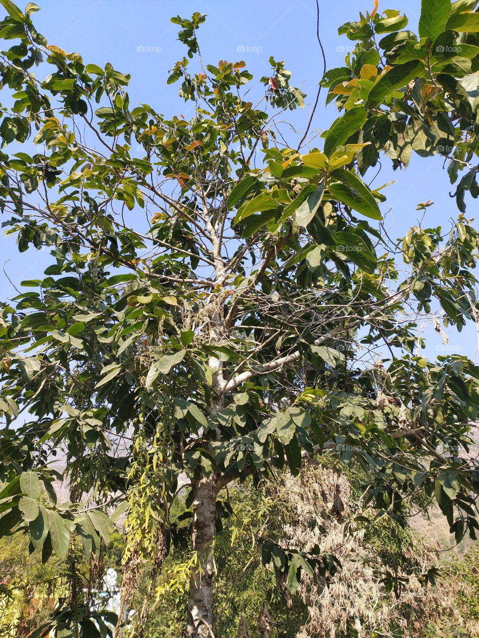 Winter in my village; trees enjoying the warm sun