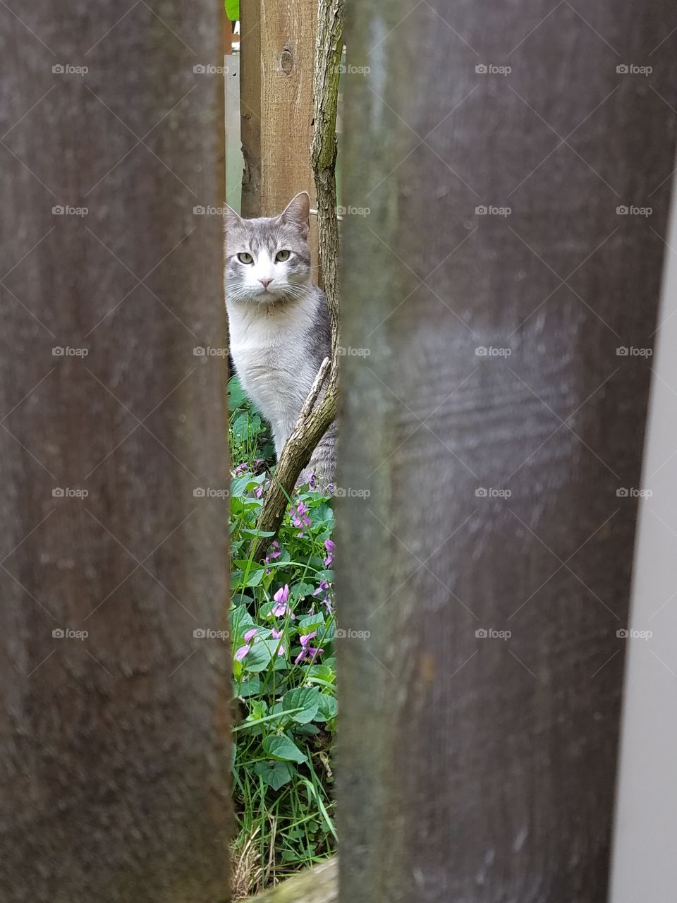 Neighbor Cat