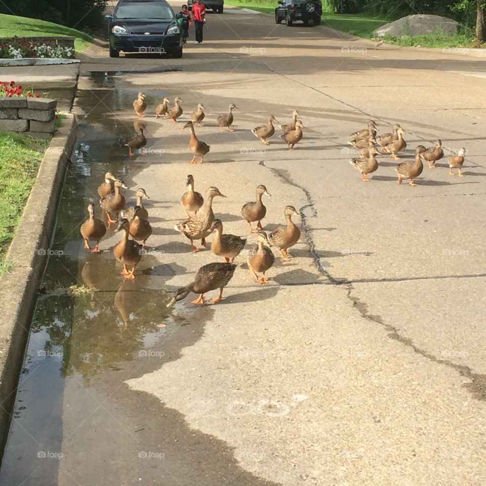 Duck apocalypse!