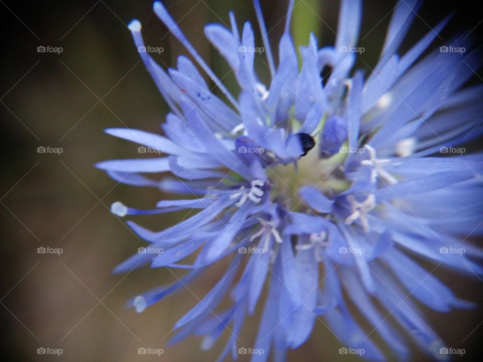 Picture taken with my smartphone and macro lens.