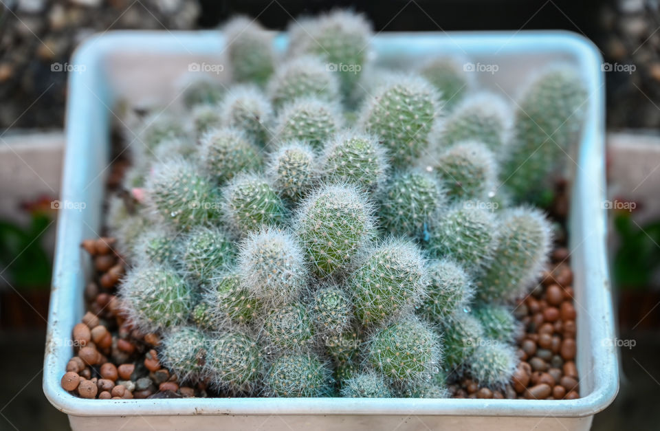 Beautiful texture of cactus