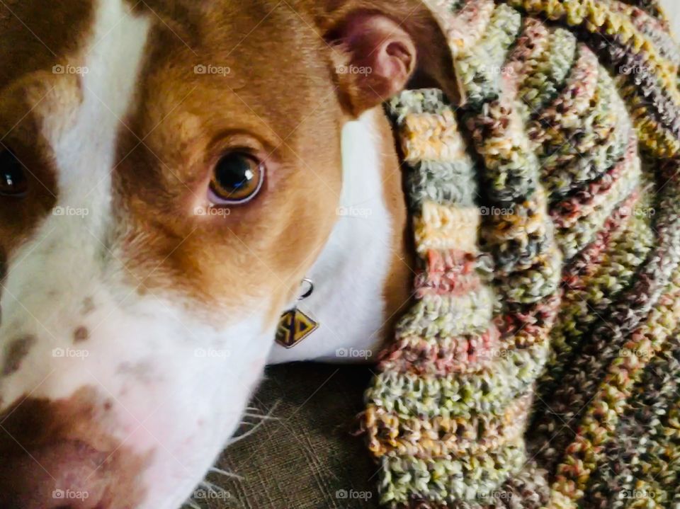 Rescue pitbull dog with crocheted blanket 