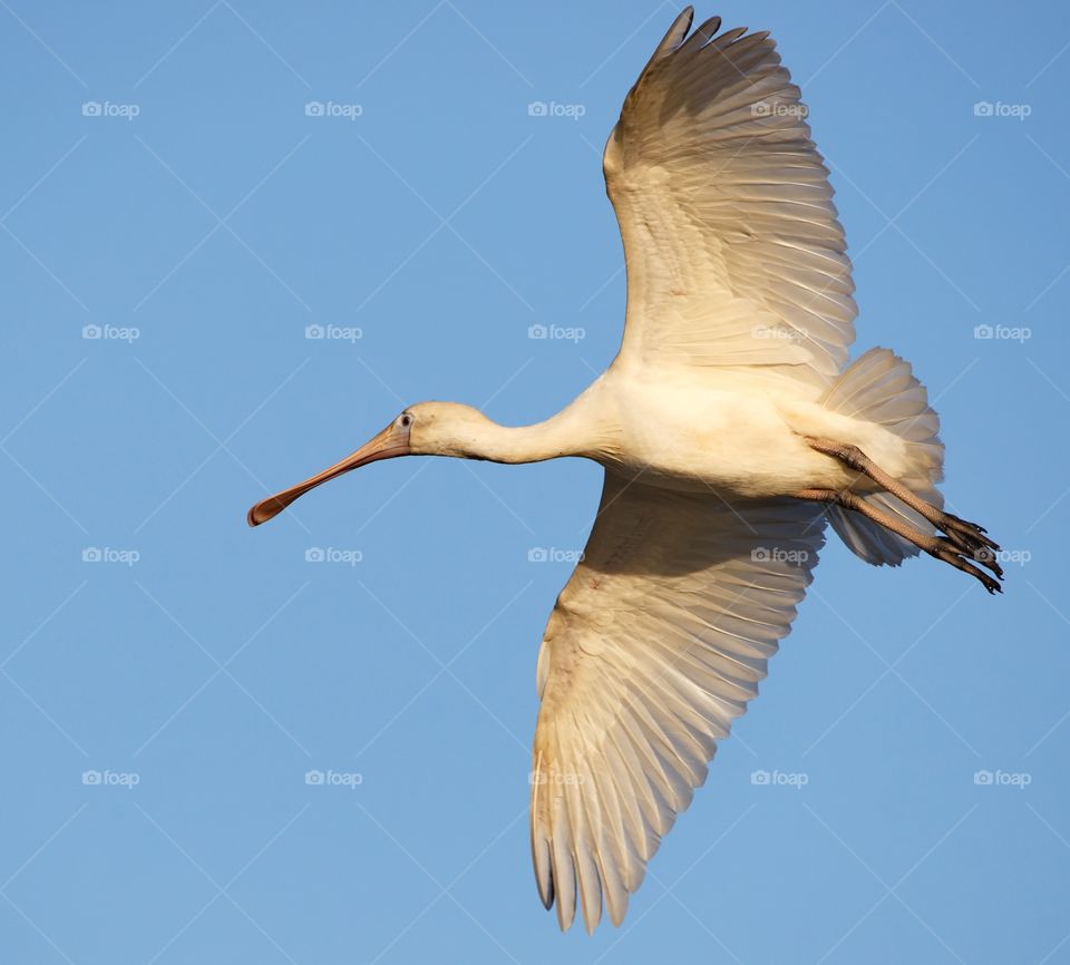 yellow billed Spoonbill in flight at sunset