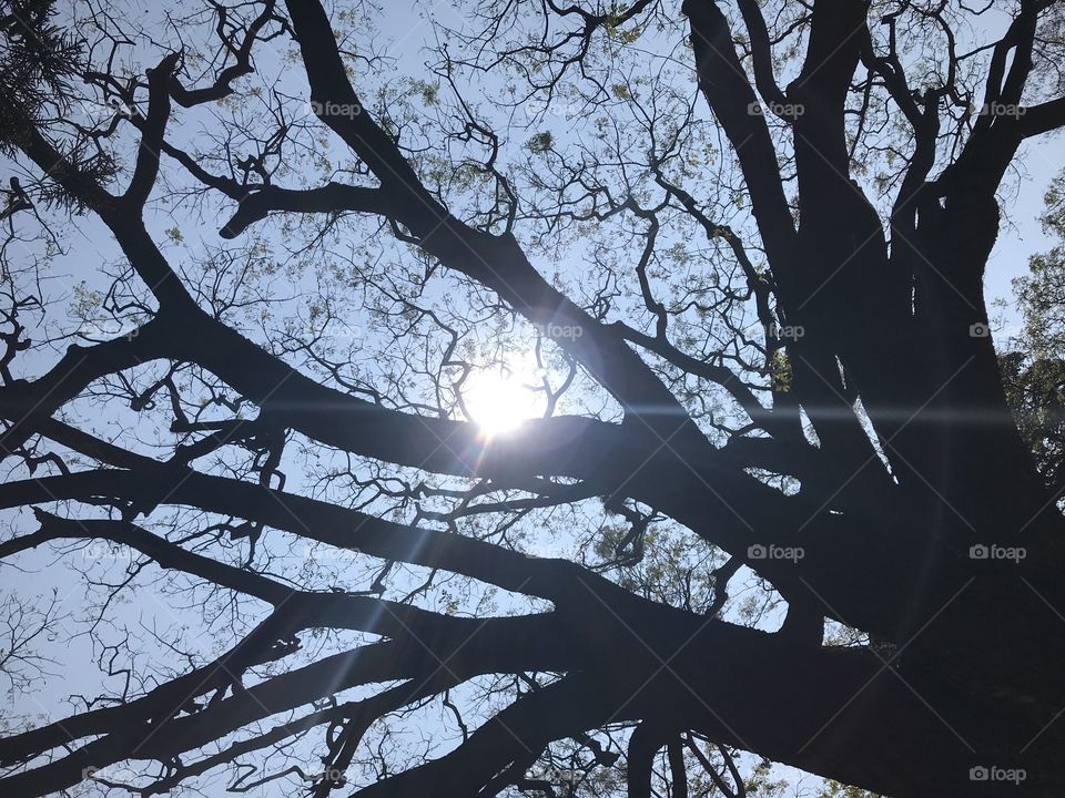 Whats better than watching the sun through the tree branches !! Pretty amazing !! 