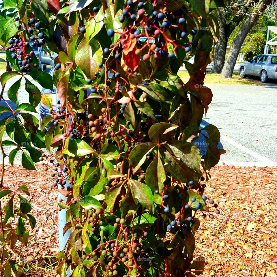 Leaf, No Person, Nature, Fruit, Outdoors