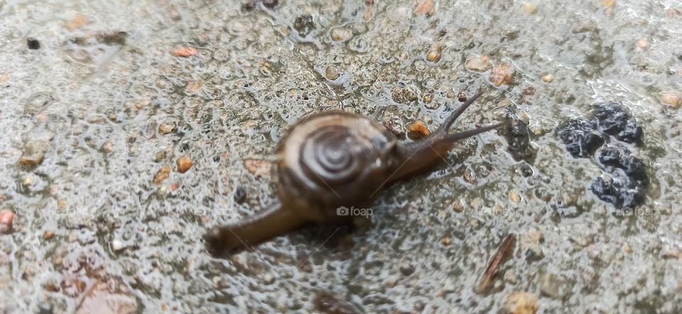 Snail