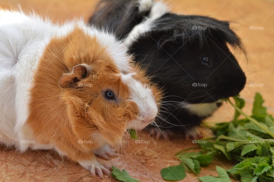two guinea pigs eating green leaves, furry friends, love pet