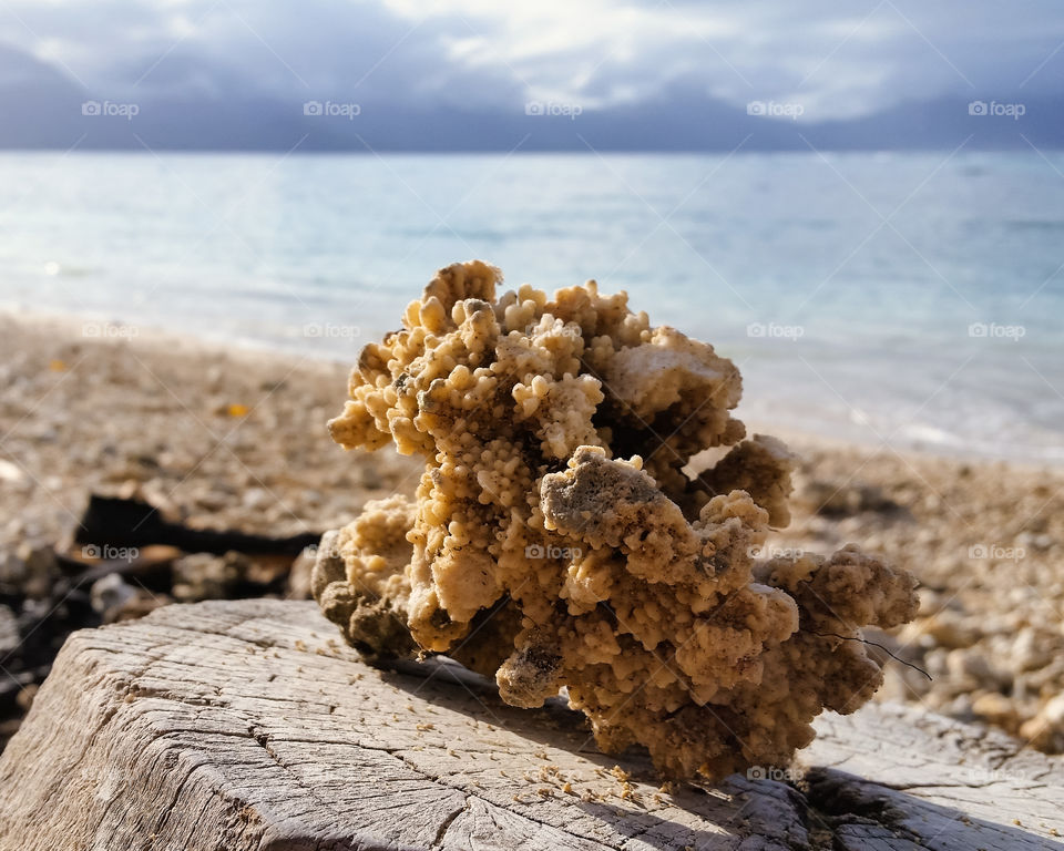 coral on a log on a beach