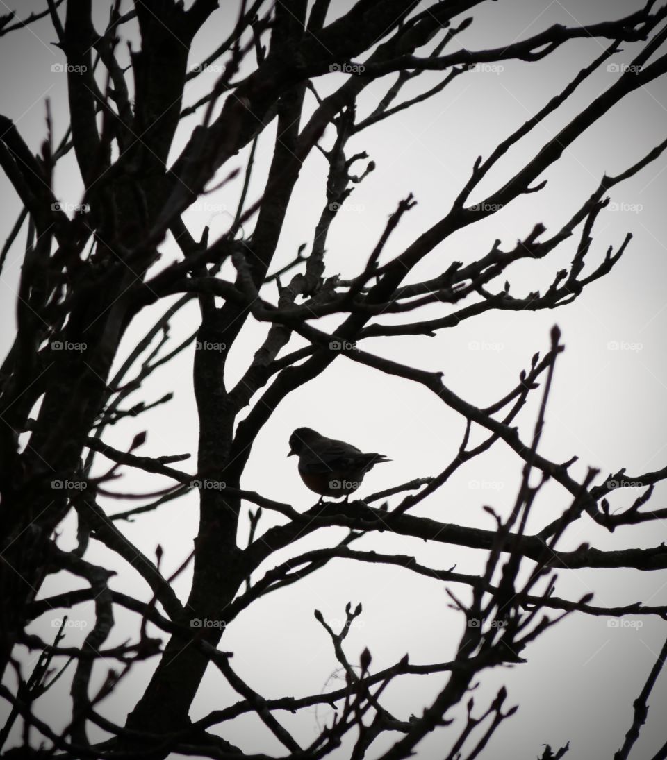 A bird in the shadows, sitting on a branch in my Horse Chestnut tree. 