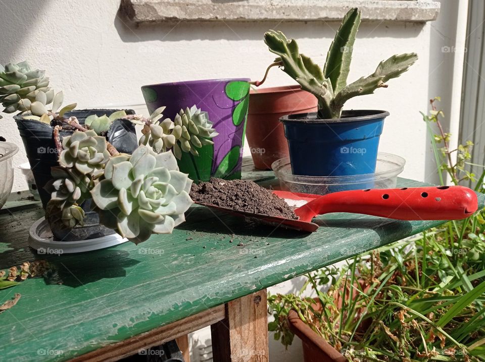 a bit of gardening / un poco de jardinería