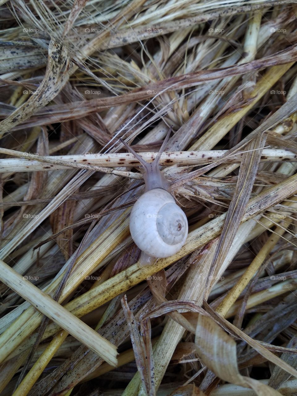 Snail