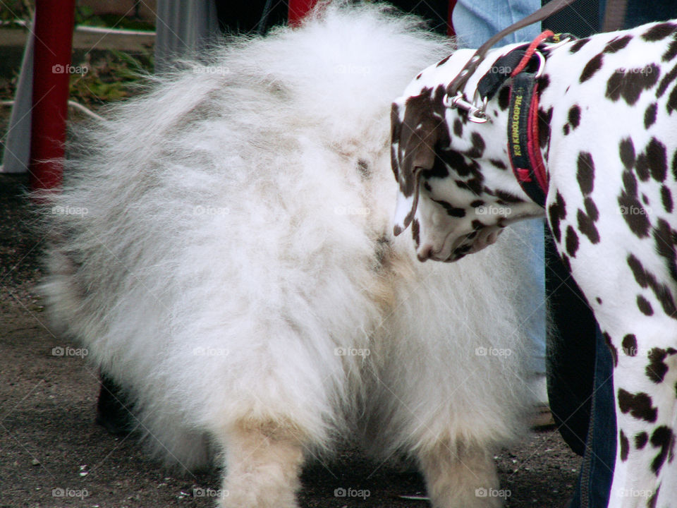 A dog on a leash