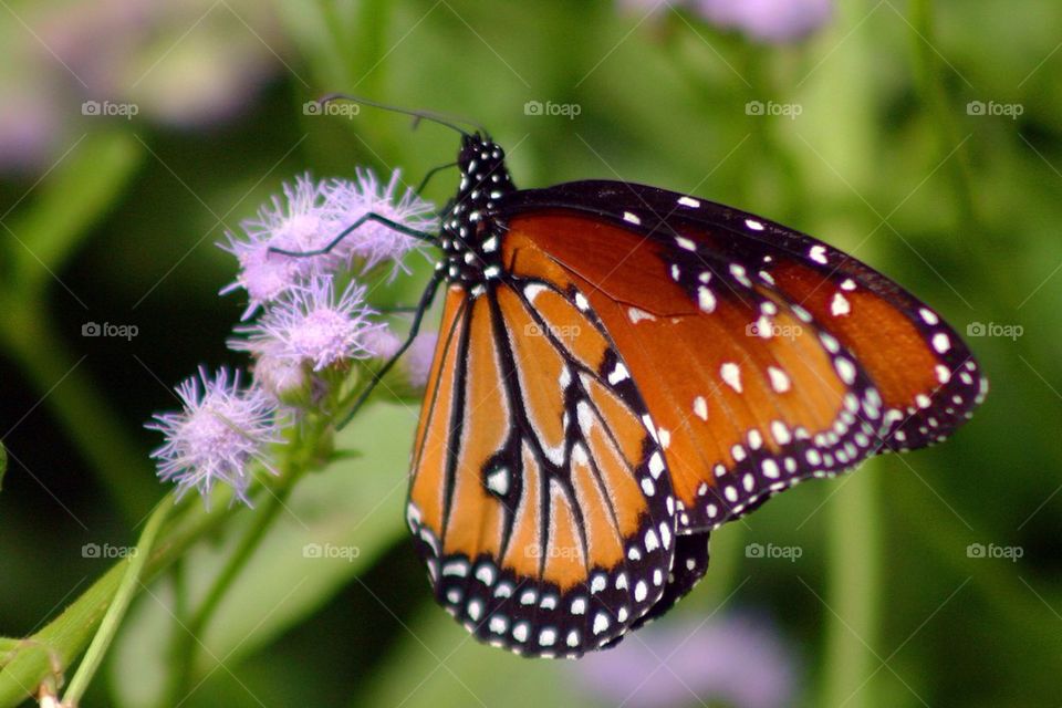 Monarch butterfly