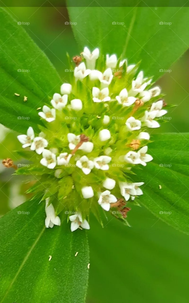 weed flowers, inflorescence