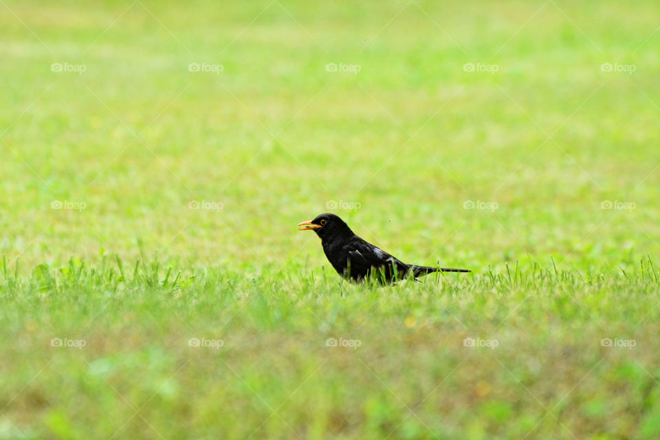 Blackbird in the Grass.