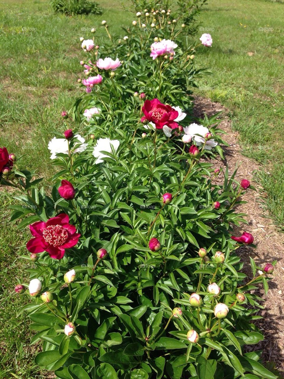 Peony garden