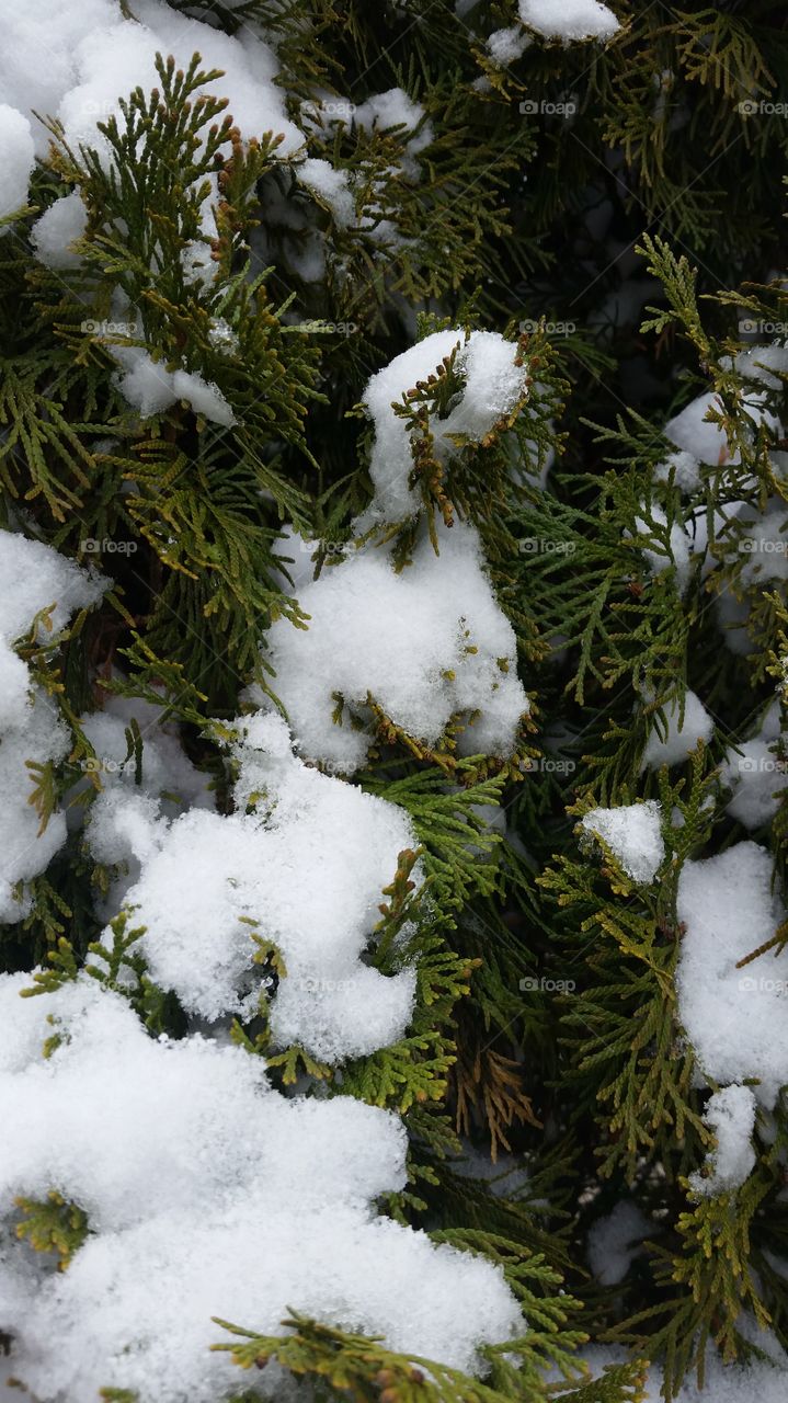 snowy evergreen
