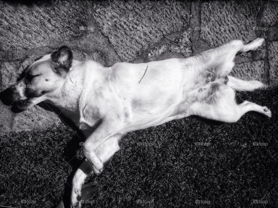 My lazy dog trying to get some sleep with the summer light.