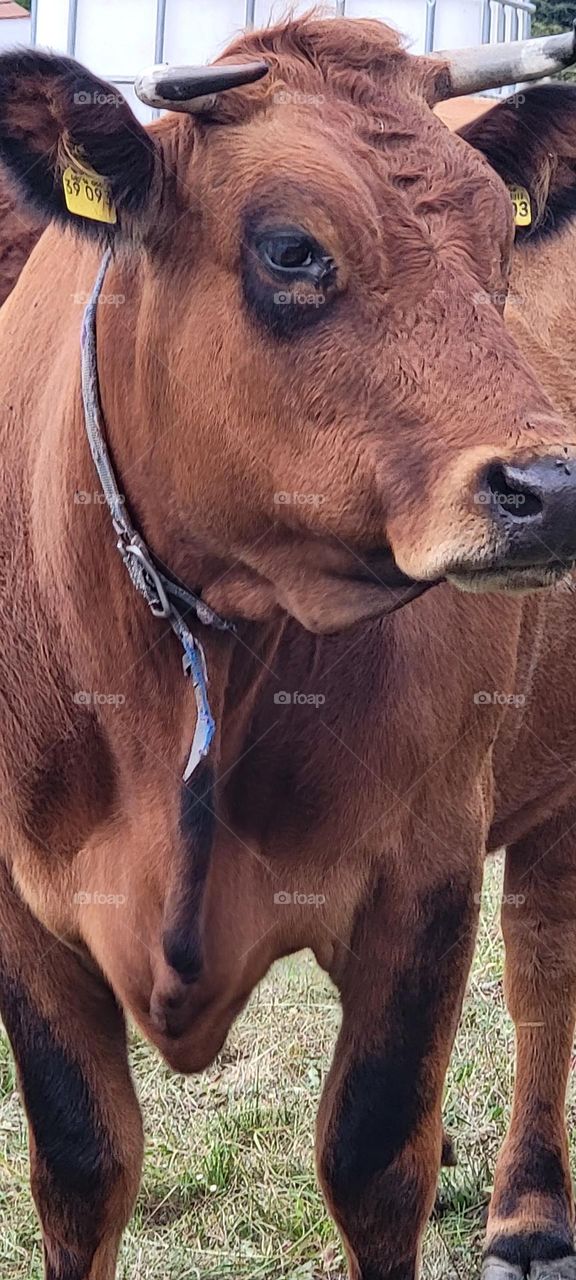 Cow