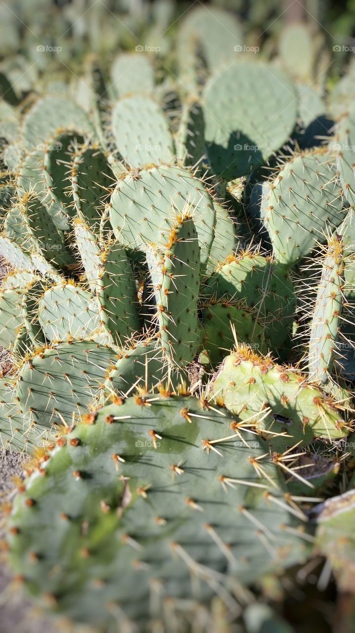 Close-up of cactus