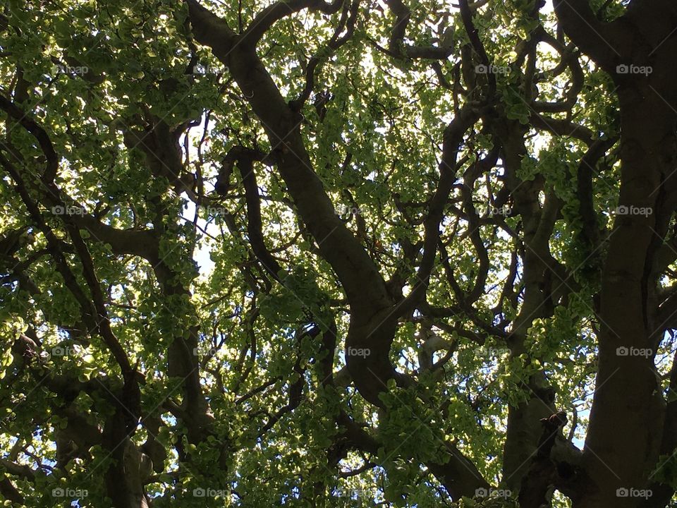 Majestic and awesome European Weeping Beech