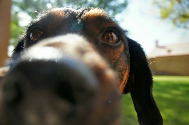 Nox nose