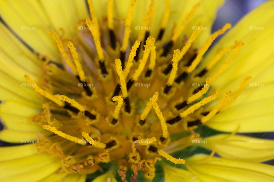 Closeup yellow flower
