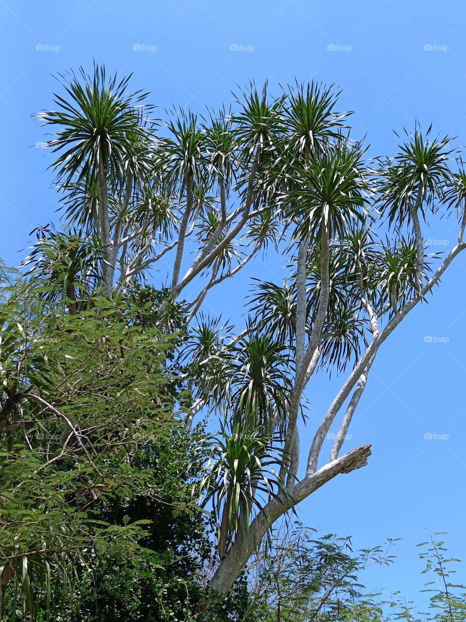 Balinese Pandan tree. Grows wild in the forest.