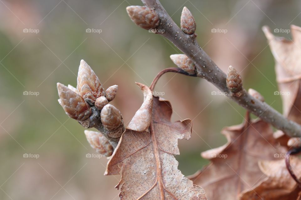 Close-up of buds