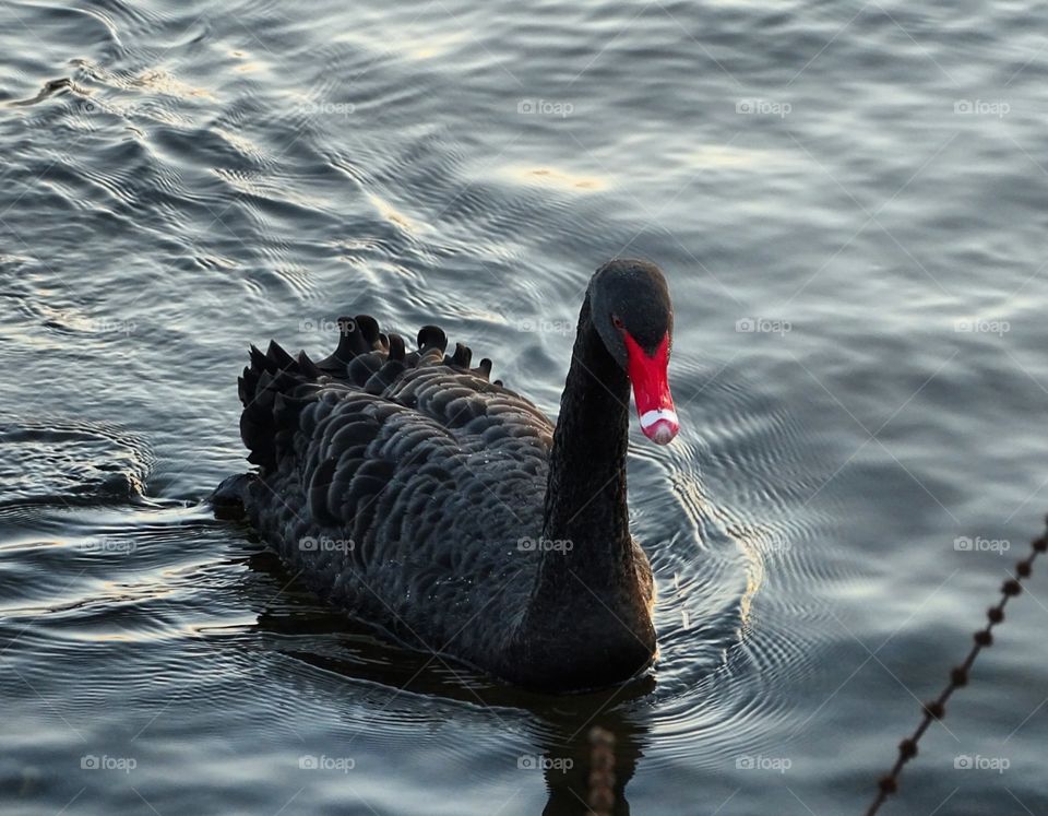 Mein Lieblings Schwan