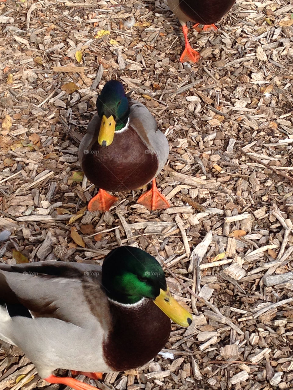 orange ducks feet reno by melody